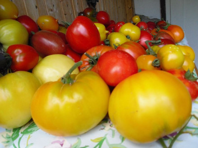 zg-Tomaten__08_5-4.jpg