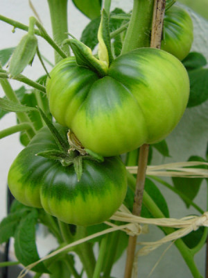 black_seamann_7_juni_05.jpg