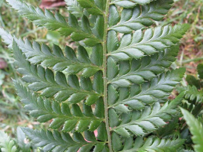 Polystichum_aculeatum_Detail_1024x768.jpg