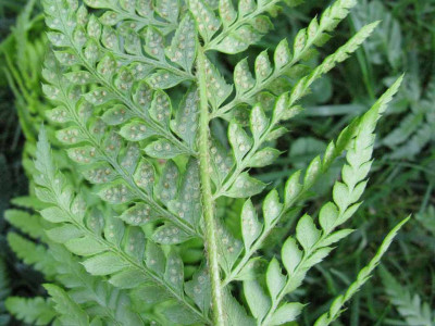 Polystichum_aculeatum_Sporangien_1024x768.jpg