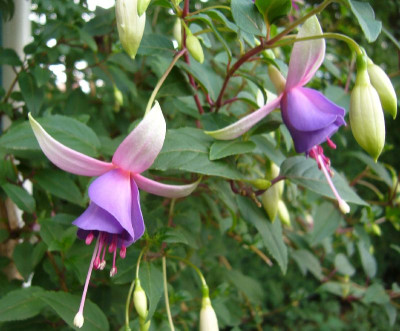 Fuchsia_Border_Queen_800x800_80KB.jpg