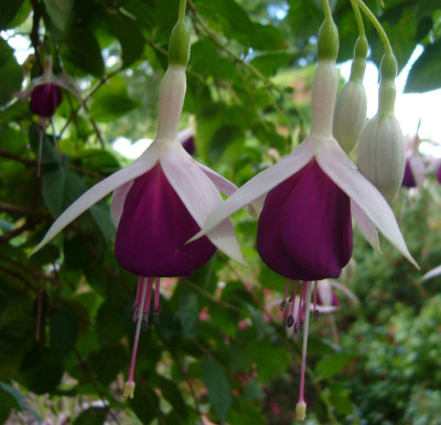 Fuchsia_Rose_of_Castille_Improved_800x800_80KB.jpg