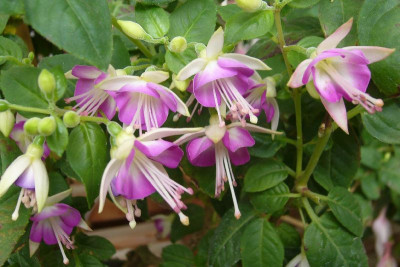 Fuchsia_Thamar_800x800_80KB.jpg