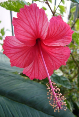 Hibiscus_rosa-sinensis_Cooperii_2012_800x800_80KB.jpg