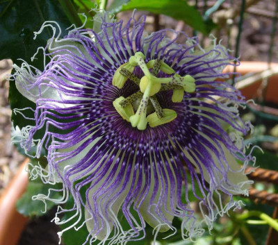 Passiflora_Byron_Beauty_800x800_80KB.jpg