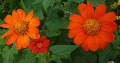 Tithonia_2012_800x800_80KB.jpg