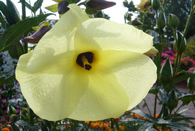 Abelmoschus_manihot_800x800_80KB.jpg