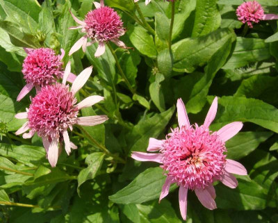 Echinacea_2012_800x800_80KB.jpg