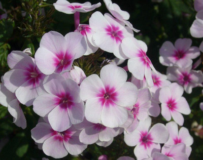 Phlox_Swizzle_800x800_80KB.jpg