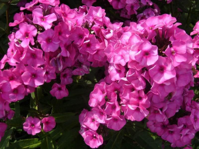 Phlox_Classic_Cassis_800x800_80KB.jpg