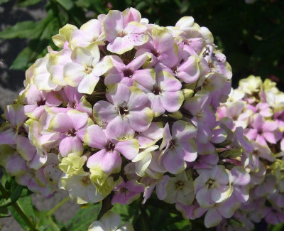 Phlox_Sherbet_Blend_800x800_80KB.jpg