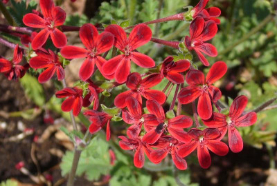 Pelargonium_dimeierii_Selma_800x800_80KB.jpg