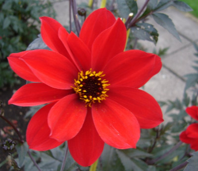 Dahlia_Bishop_of_Lancaster_800x800_80KB.jpg