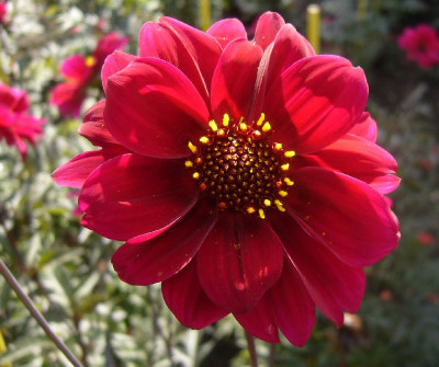 Dahlia_Bishop_of_Canterbury_800x800_80KB.jpg