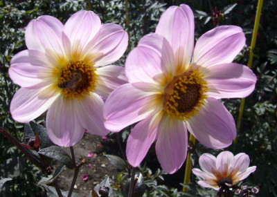 Dahlia_Bishop_of_Dover_800x800_80KB.jpg