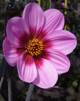 Dahlia_Happy_Single_Wink_800x800_80KB.jpg