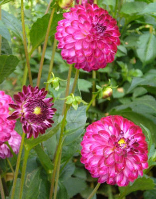 Dahlia_Little_Robert_800x800_80KB.jpg