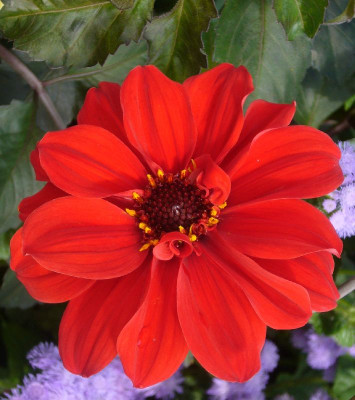 Dahlia_Olympic_Fire_800x800_80KB.jpg