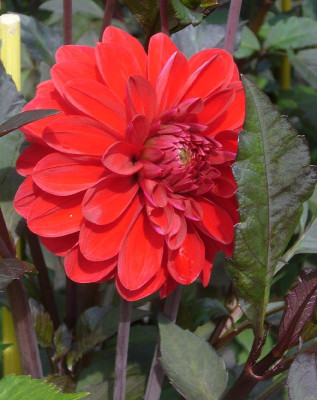 Dahlia_Fire_Mountain_800x800_80KB.jpg