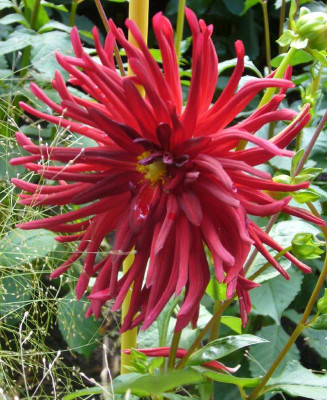 Dahlia_Negerkop_800x800_80KB.jpg