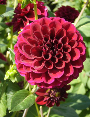 Dahlia_Maroon_Fox_800x800_80KB.jpg