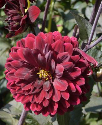 Dahlia_Karma_Choc_800x800_80KB.jpg