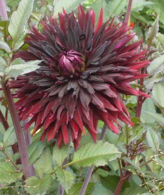 Dahlia_Black_Jack_800x800_80KB.jpg