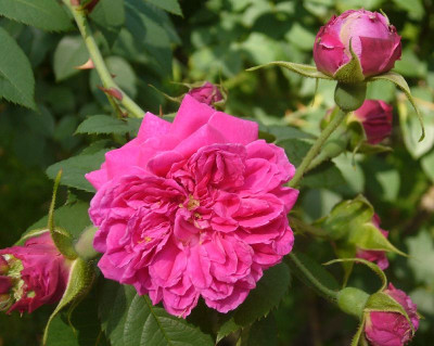 Rose_Asta_von_Parpat_800x800_80KB.jpg