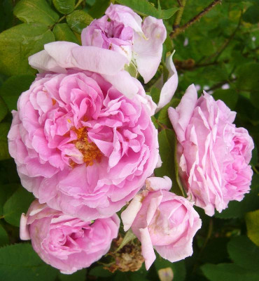 Rose_Comte_de_Chambord_800x800_80KB.jpg