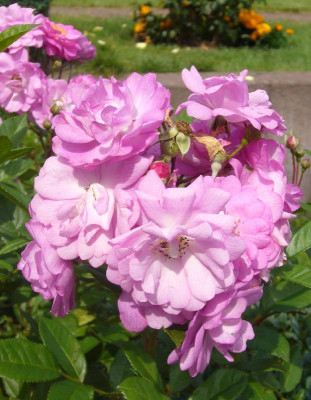 Rose_Heinrich_Karsch_800x800_80KB.jpg