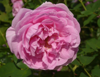 Rose_Louise_Odier_800x800_80KB.jpg