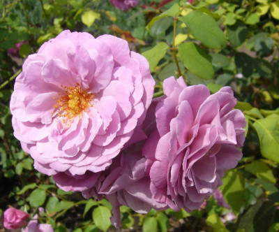 Rose_Magenta_2012_800x800_80KB.jpg