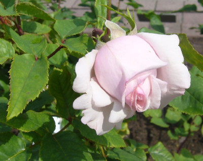 Rose_Schoene_Erfurterin_800x800_80KB.jpg