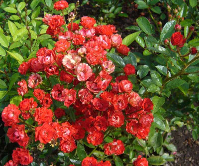 Rose_Fireglow_800x800_80KB.jpg