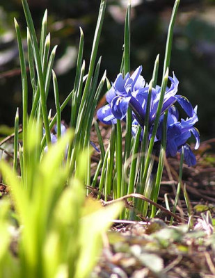 iris_reticulata.jpg
