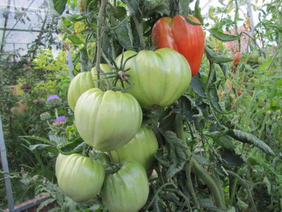 VerkleinerungenIMG_0320.jpg
