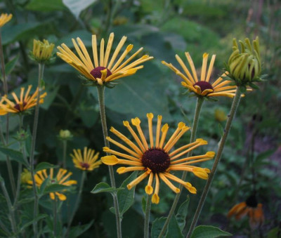 IMG_6407_Rudbeckia_Henry_Eilers.jpg