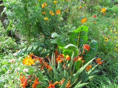 Orange_120825.jpg