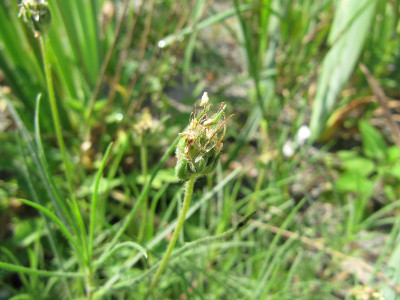 Plantago_sempervirens_120825.jpg