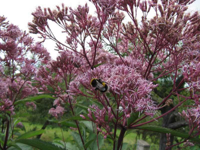 Eupatorium_120825.jpg