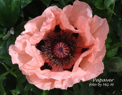 Imgp2750Papaver.jpg