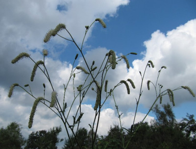 Sanguisorba_himmelwarts.jpg