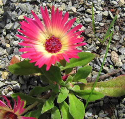 Delosperma_MGP_120825.jpg
