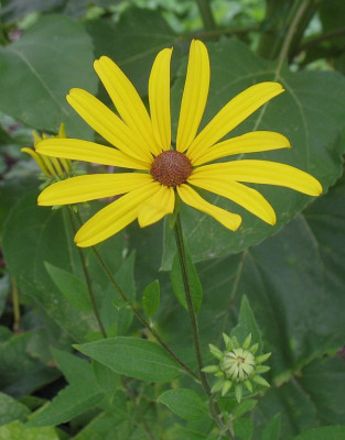 IMG_6458_Rudbeckia_subtomentosa.jpg