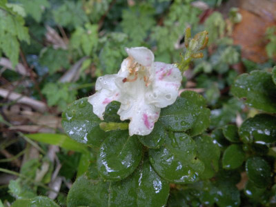 250820124744R.petrocharis.jpg