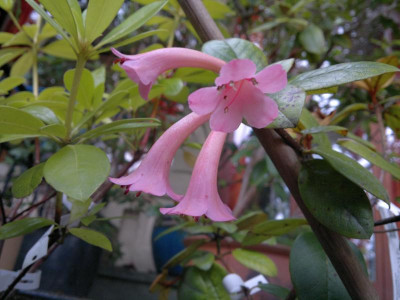 260820124750R.phaeochitum.jpg