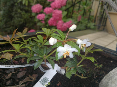 040820124679R.santapauii.jpg