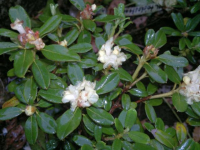 170820124712R.anthopogon_ssp.hypenanthum_Annapurna_SSW_9090.jpg