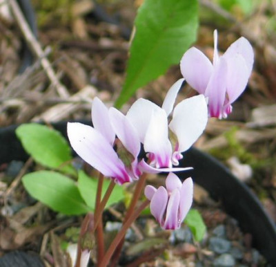 hansihoe-variabel.jpg