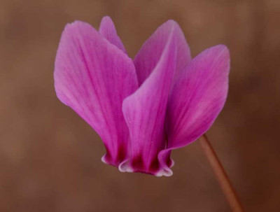 C.hederifolium_2_12-08.jpg